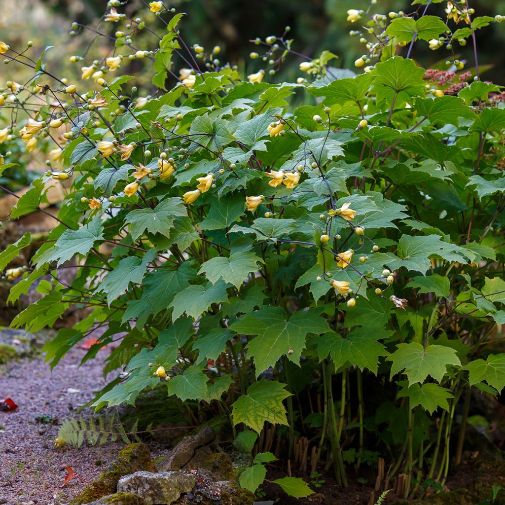 Kirengeshoma palmata