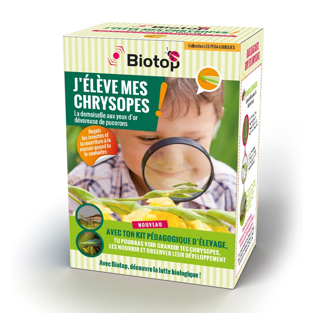 Kit pédagogique d'élevage de Chrysopes Biotop