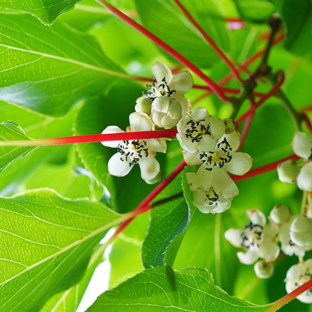 Kiwai Prince Jumbo (mâle) - Actinidia arguta