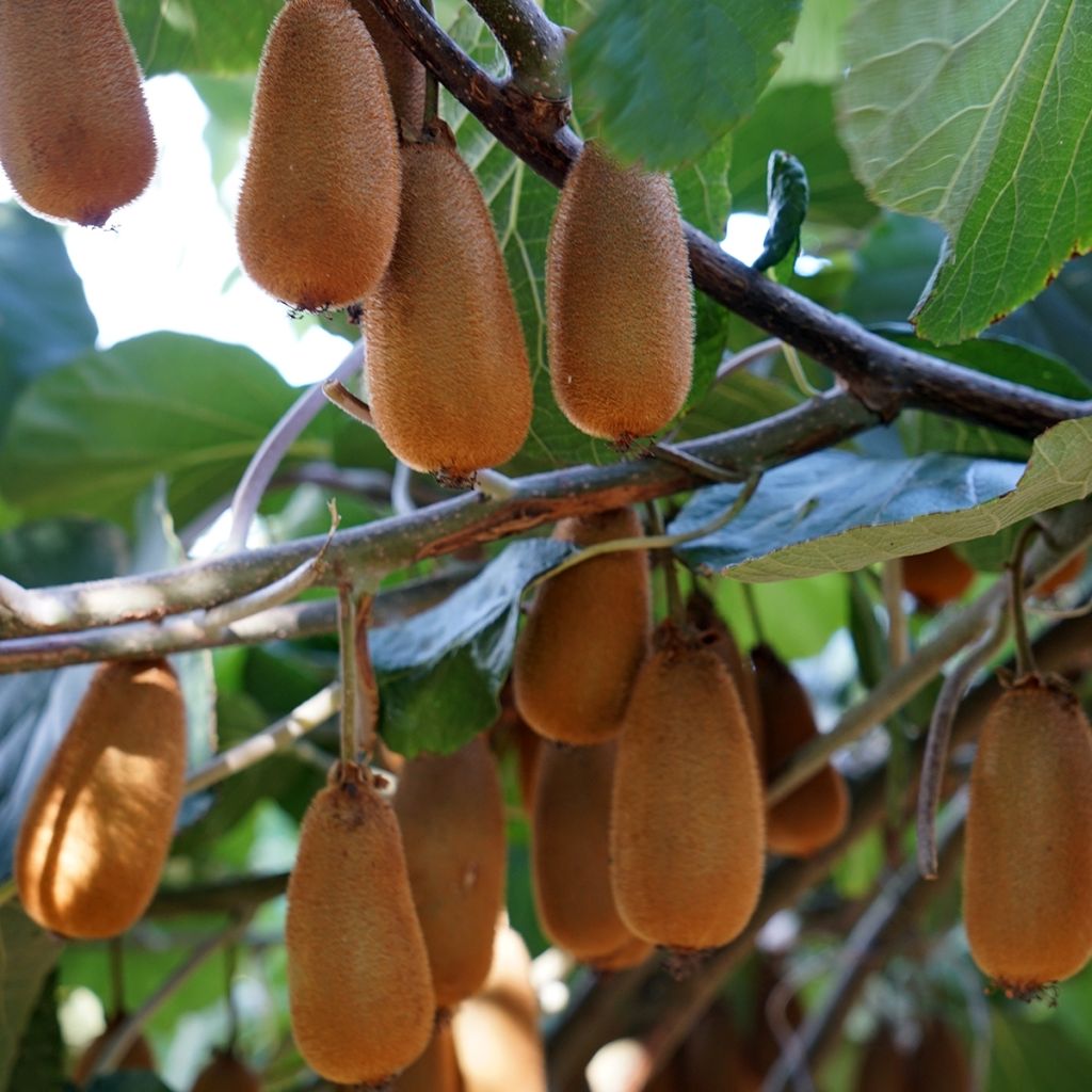 Kiwi femelle - Actinidia chinensis Bruno