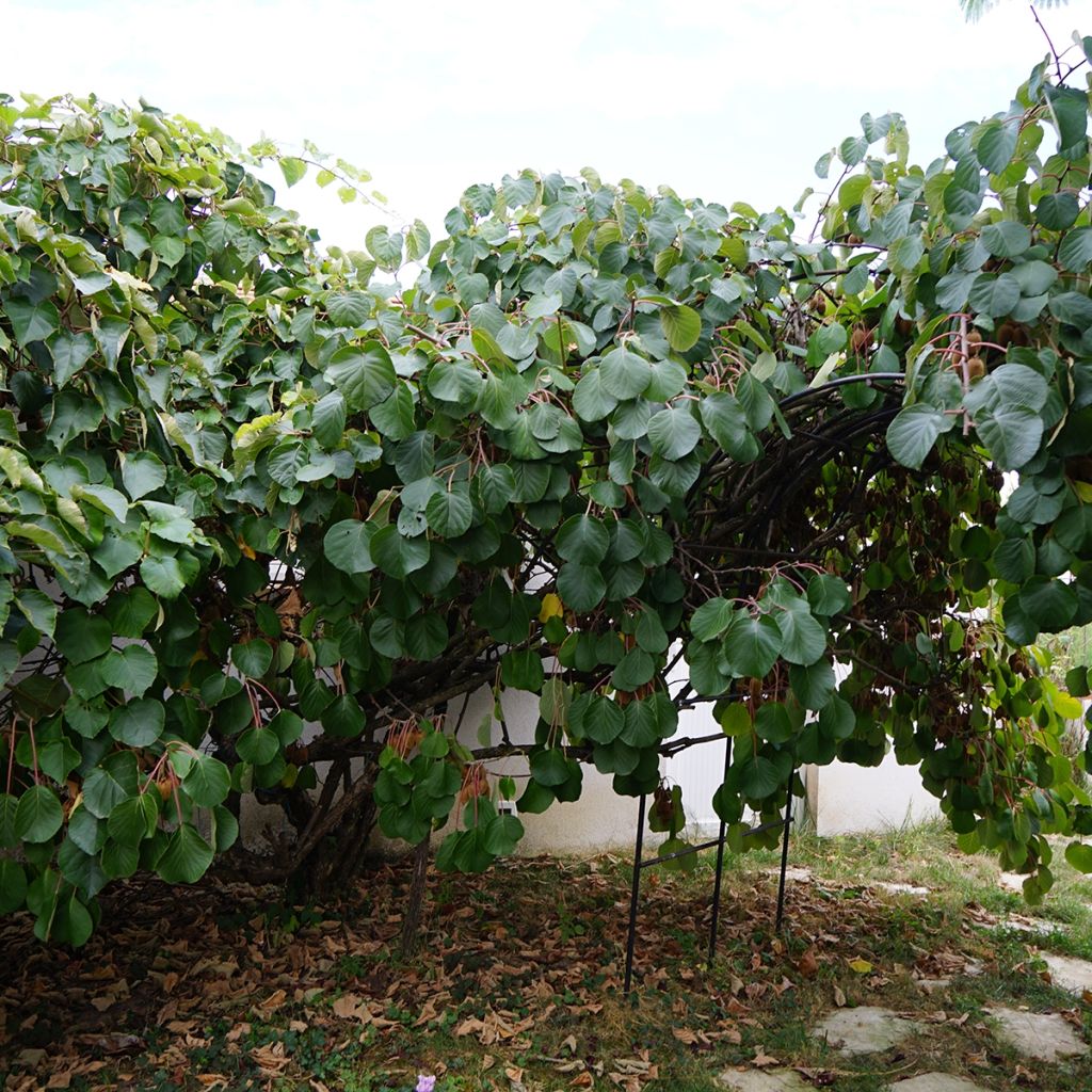 Kiwi - Actinidia deliciosa Kiwidoo Femelle en godet de 9cm