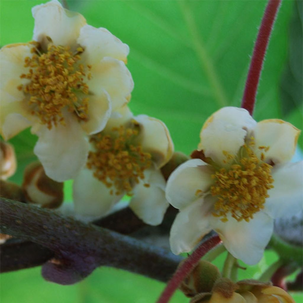 Kiwi Atlas (mâle) - Actinidia deliciosa