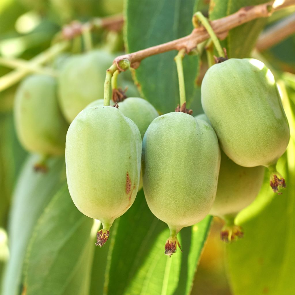 Kiwi arguta Super Jumbo (femelle) - Kiwaï - Actinidia arguta