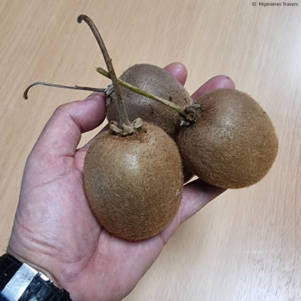 Kiwi autofertile Herma - Actinidia chinensis