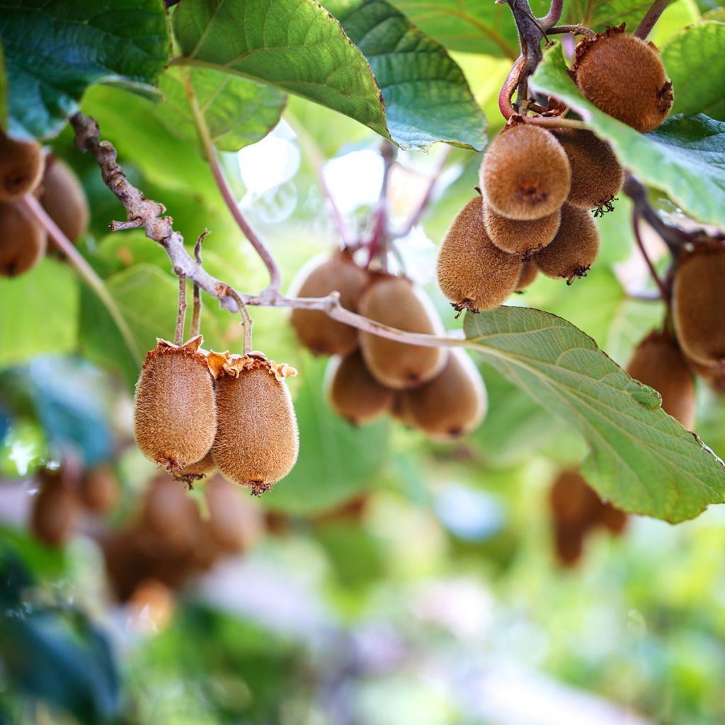 Kiwi autofertile Herma - Actinidia chinensis