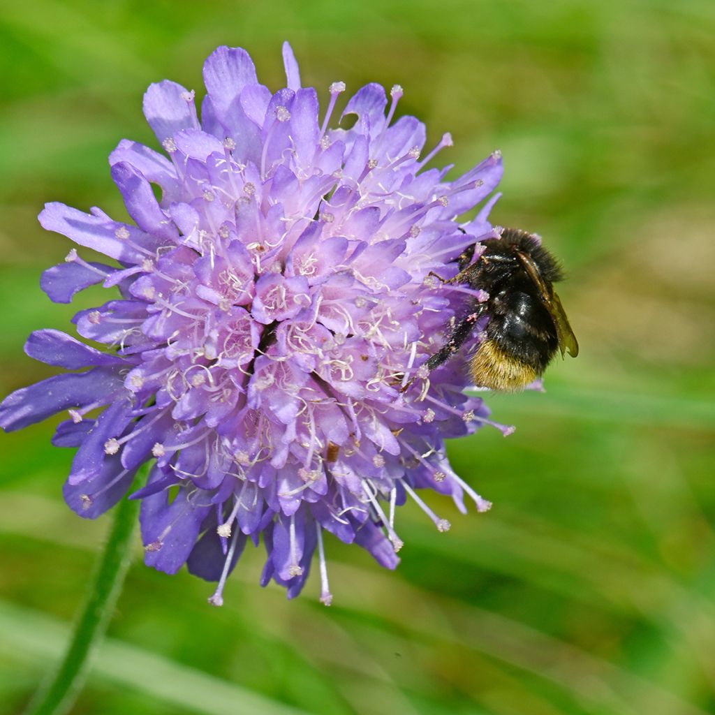 Knautia arvensis - Scabieuse des Champs