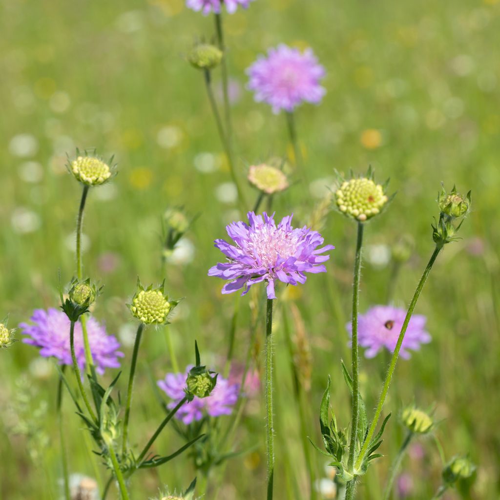 Knautia arvensis - Scabieuse des Champs