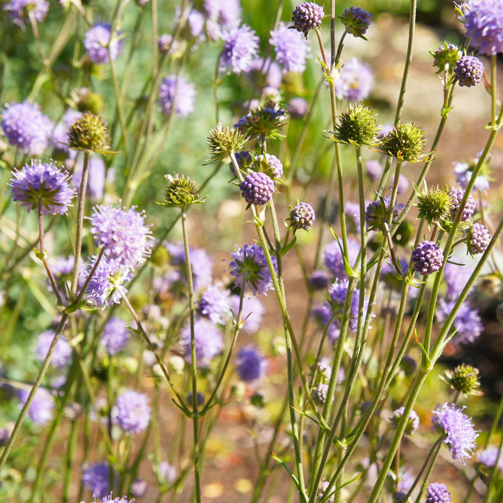 Knautia arvensis - Scabieuse des Champs