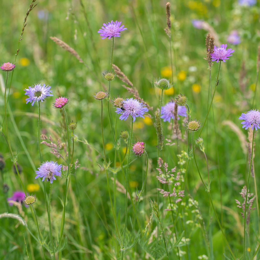 Knautia arvensis - Scabieuse des Champs