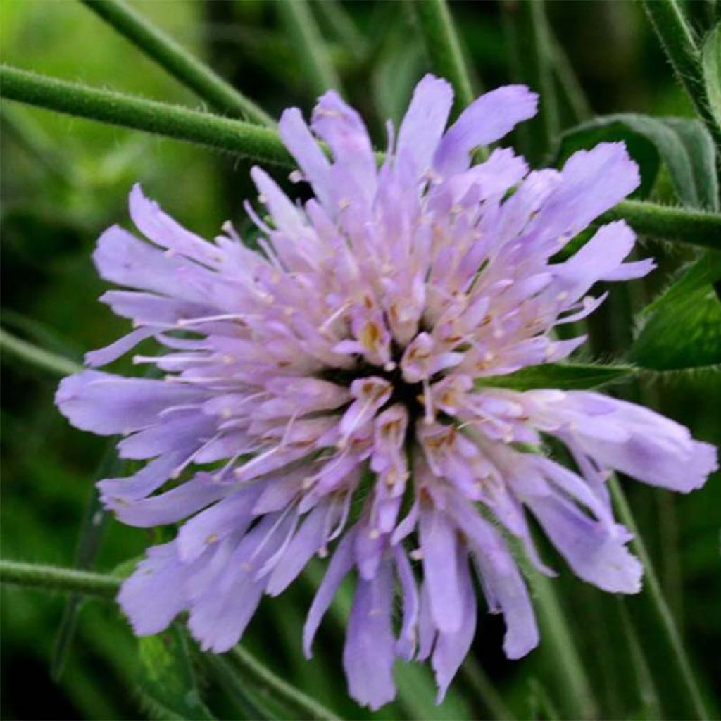 Knautia longifolia