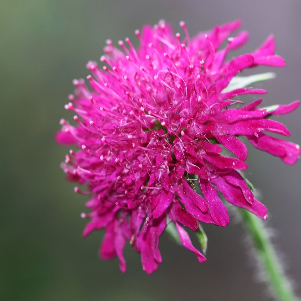 Knautia macedonica Mars Midget - Petite scabieuse