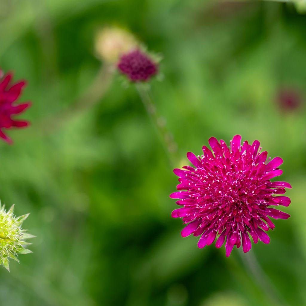 Knautia macedonica Mars Midget - Petite scabieuse