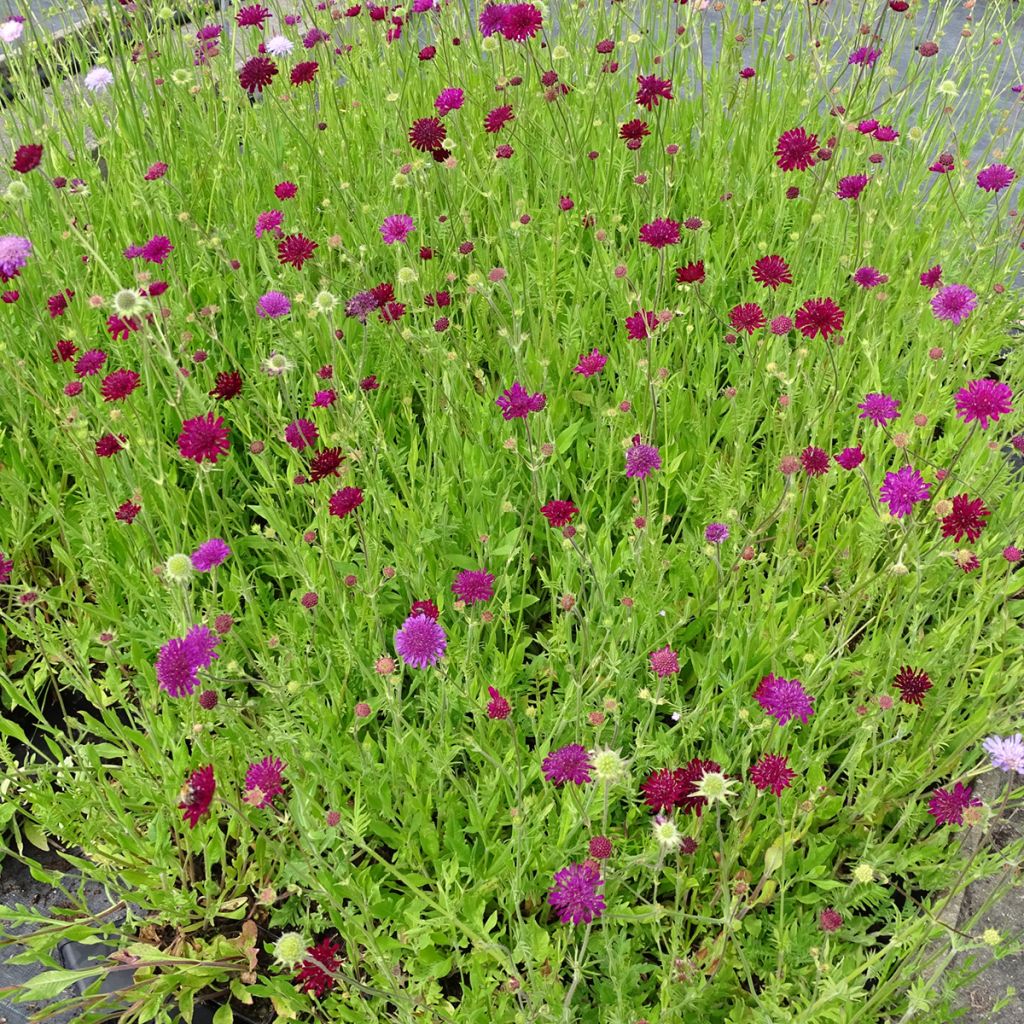 Graines de Knautia macedonica Melton Pastels - Petite Scabieuse de Macédoine