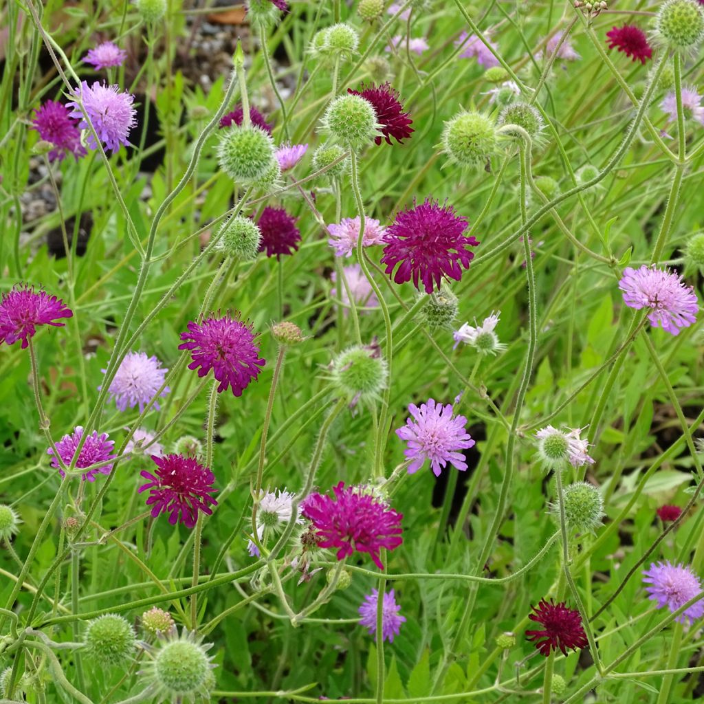 Graines de Knautia macedonica Melton Pastels - Petite Scabieuse de Macédoine