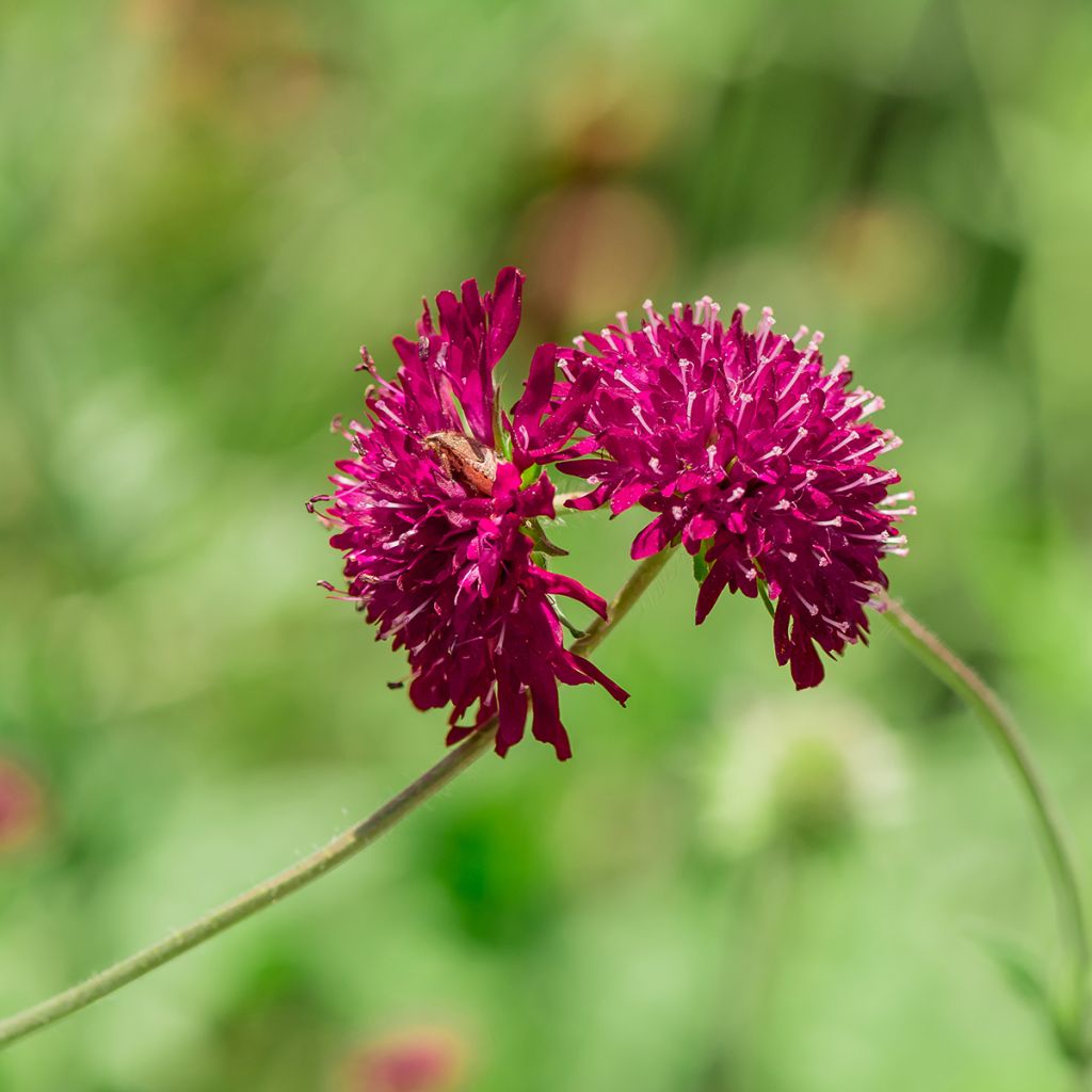 Knautia macedonica - Petite Scabieuse