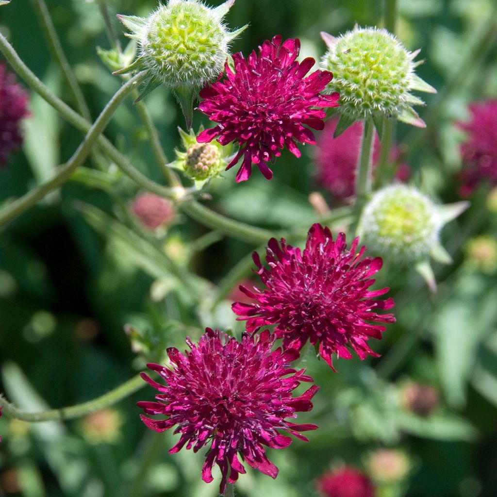 Knautia macedonica - Petite Scabieuse