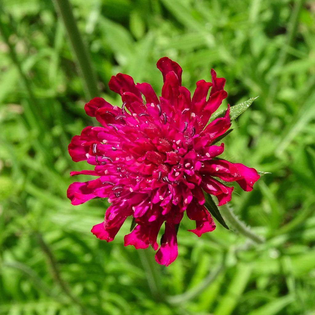 Knautia macedonica - Petite Scabieuse