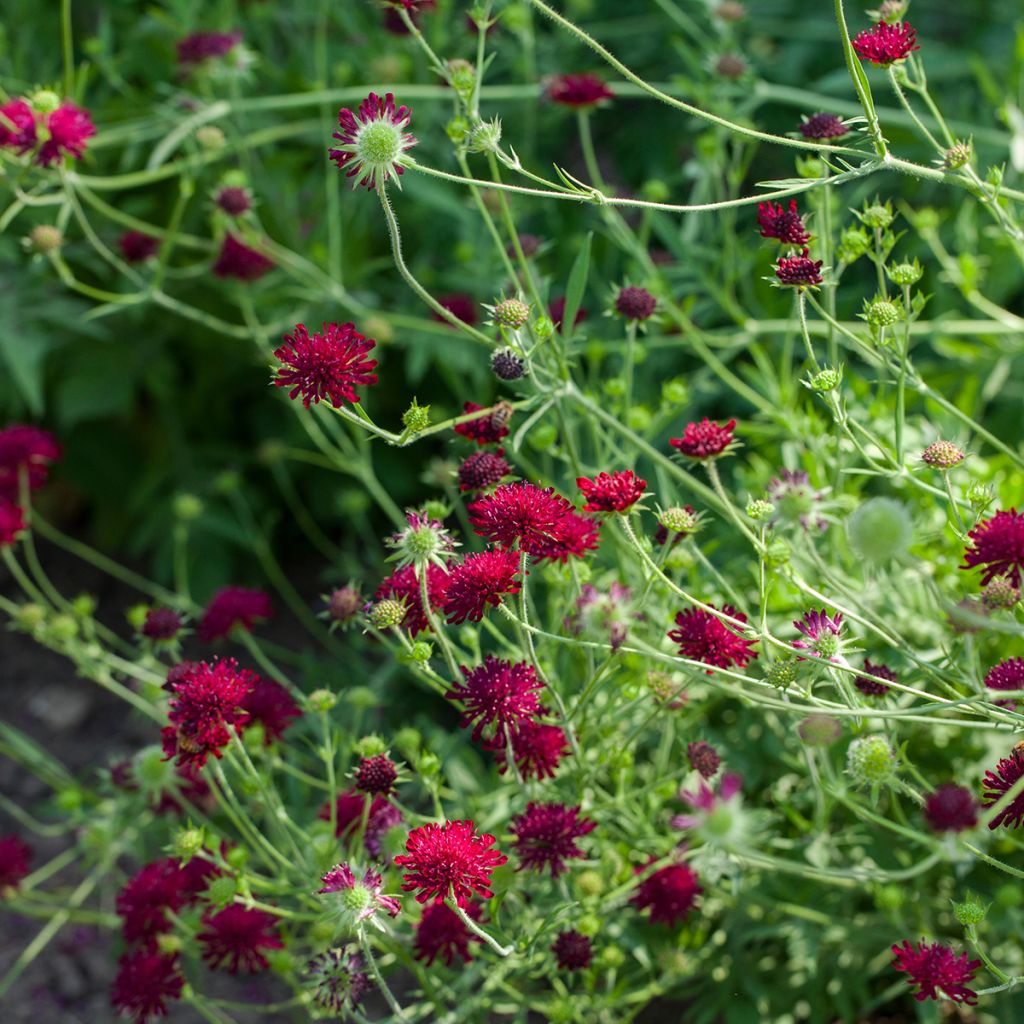 Knautia macedonica - Petite Scabieuse