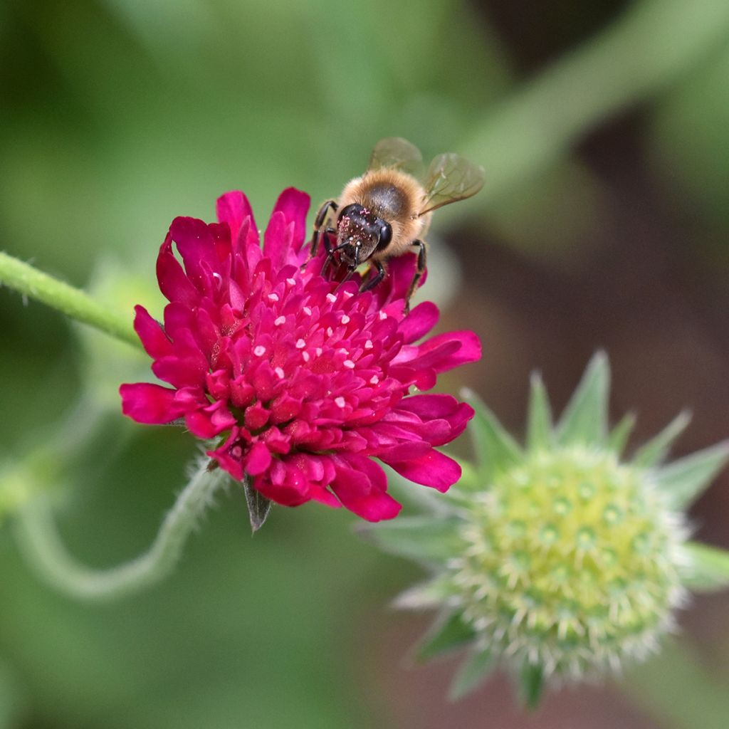 Knautia macedonica - Petite Scabieuse