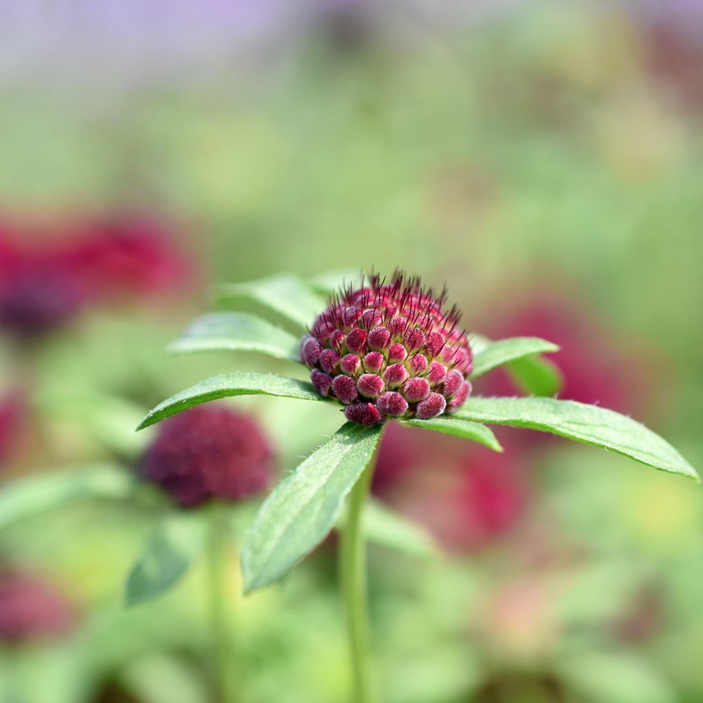 Knautia macedonica - Petite Scabieuse