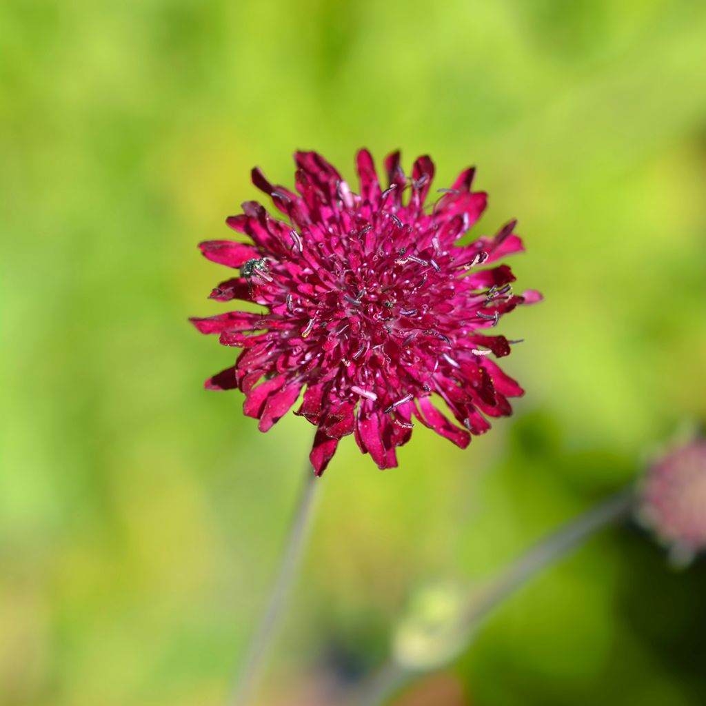 Knautia macedonica - Petite Scabieuse