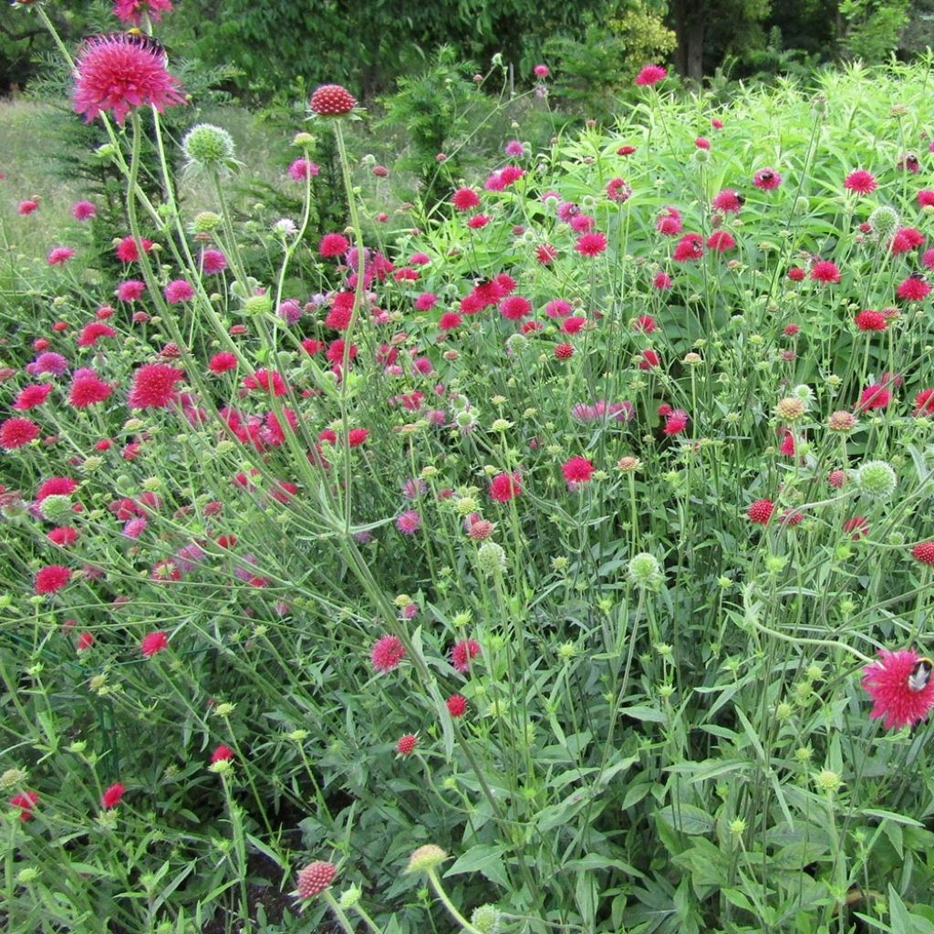 Knautia macedonica Red Knight - Petite scabieuse de Macédoine Red Knight