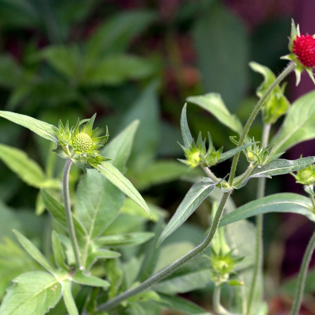 Knautia macedonica Red Knight - Petite scabieuse de Macédoine Red Knight