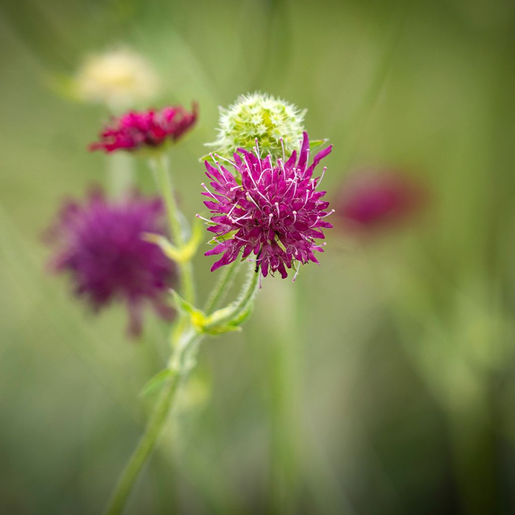 Knautia macedonica Red Knight - Petite scabieuse de Macédoine Red Knight