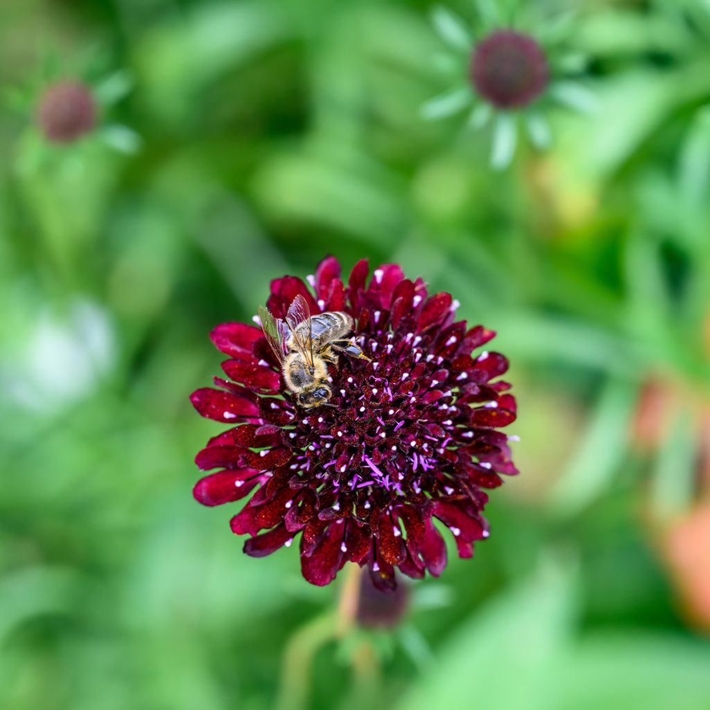 Knautia macedonica Thunder and Lightning