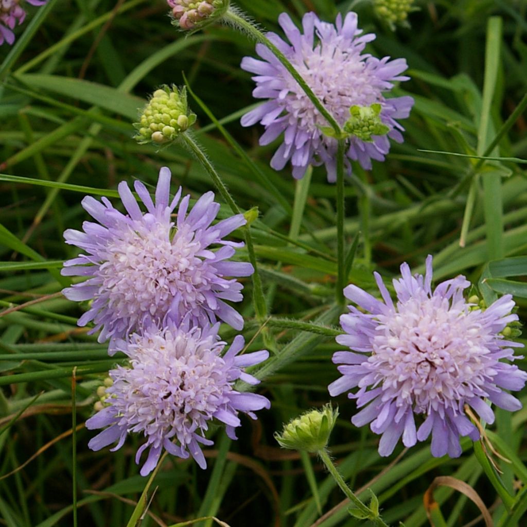 Knautia arvensis - Scabieuse des Champs