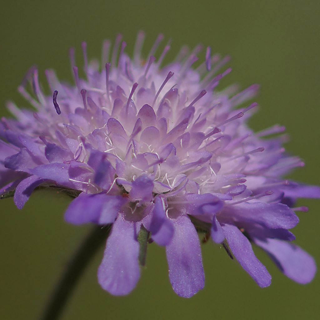 Knautia arvensis - Scabieuse des Champs