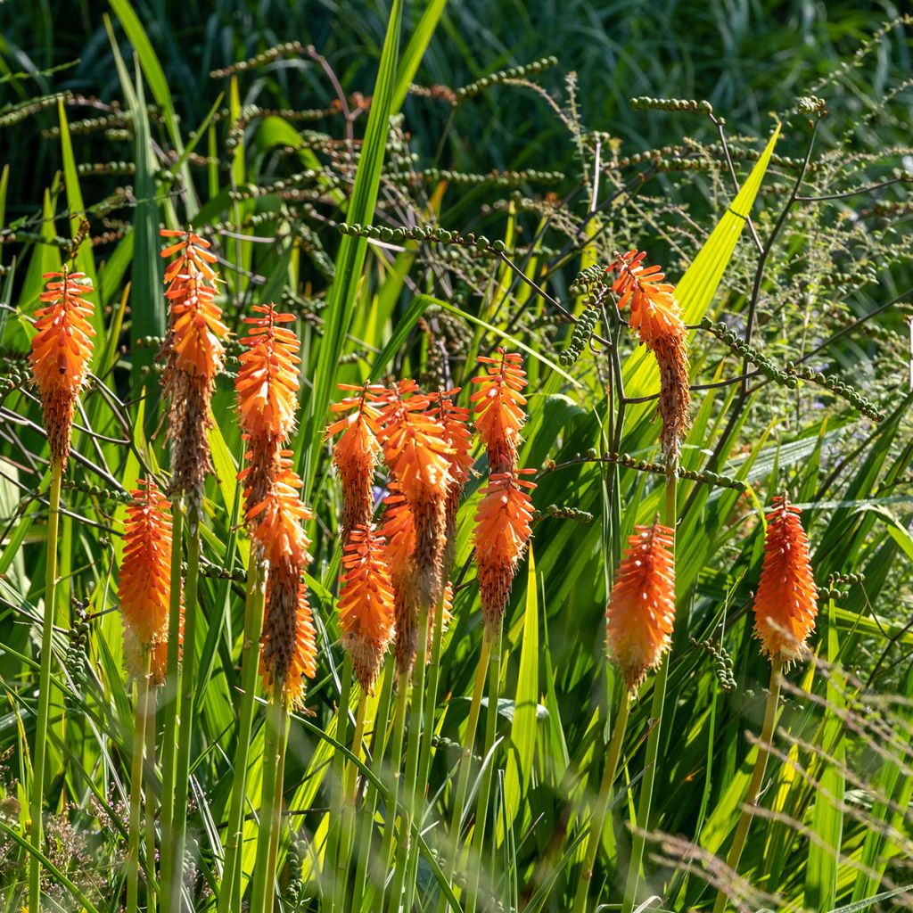 Kniphofia Alcazar - Tritoma Alcazar