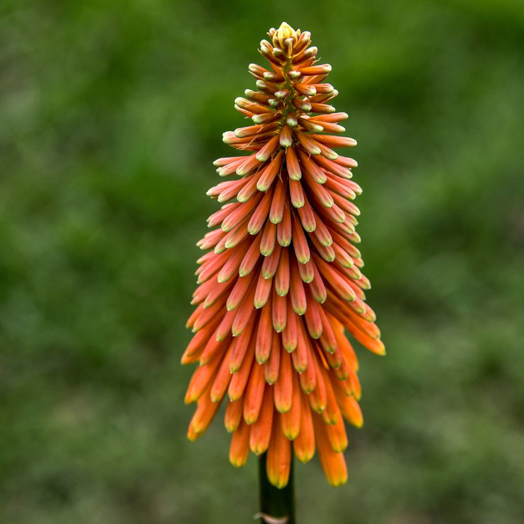 Kniphofia Alcazar - Tritoma Alcazar