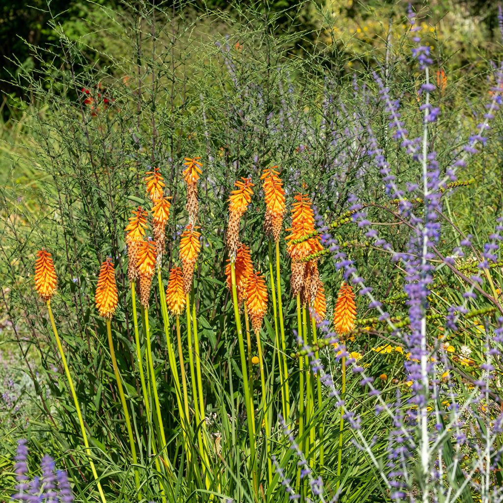 Kniphofia Alcazar - Tritoma Alcazar