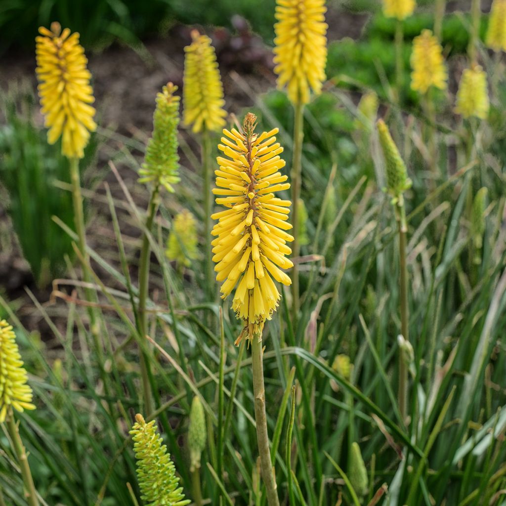 Kniphofia Bees Lemon - Tritoma