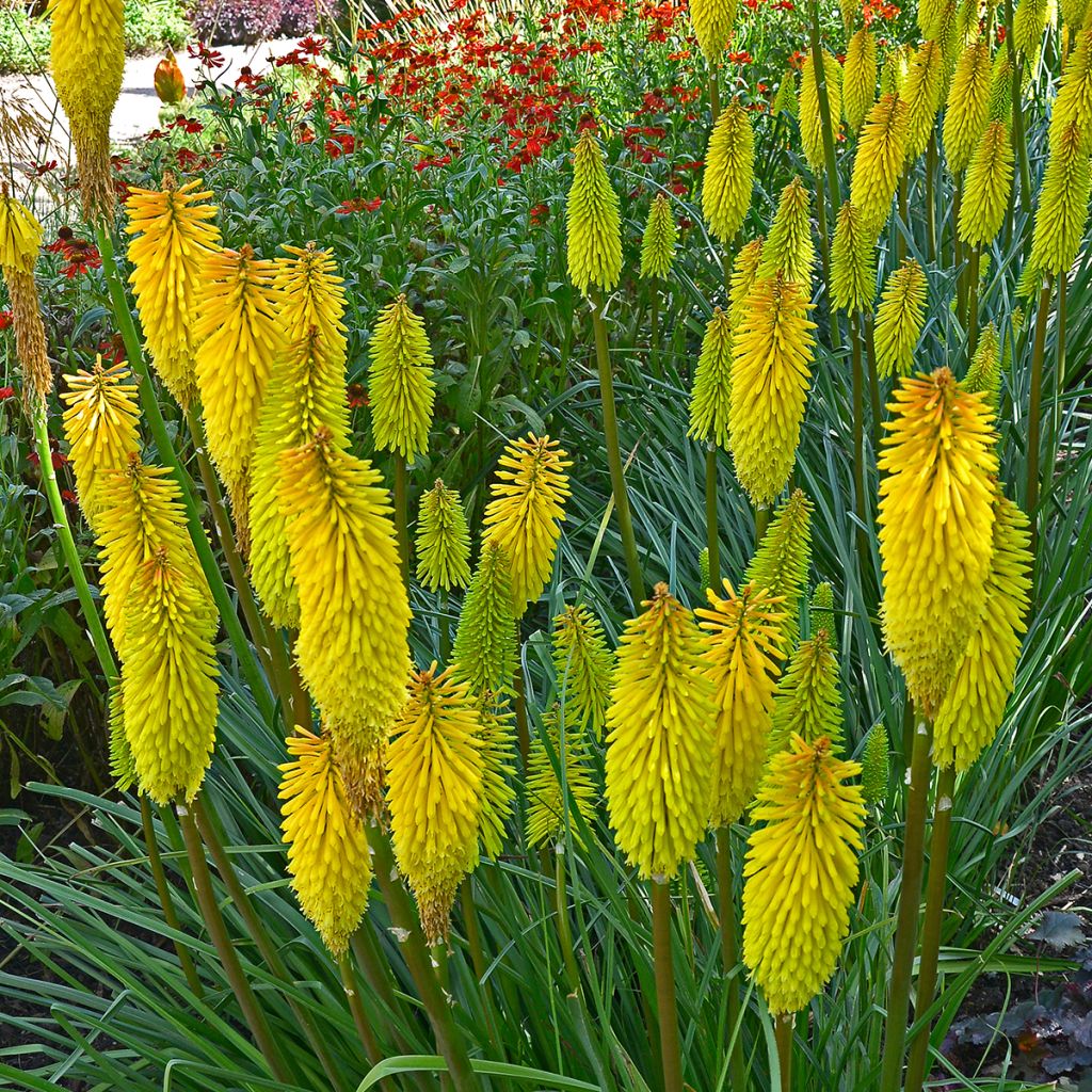 Kniphofia Bees Lemon - Tritoma