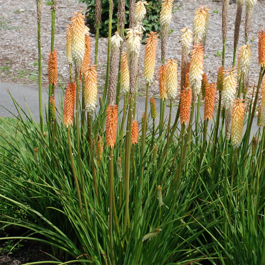 Kniphofia Cobra