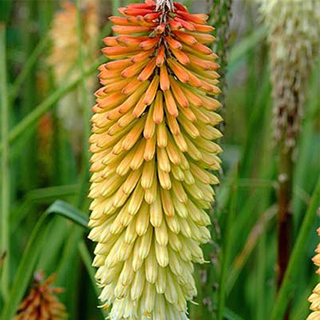 Kniphofia Cobra