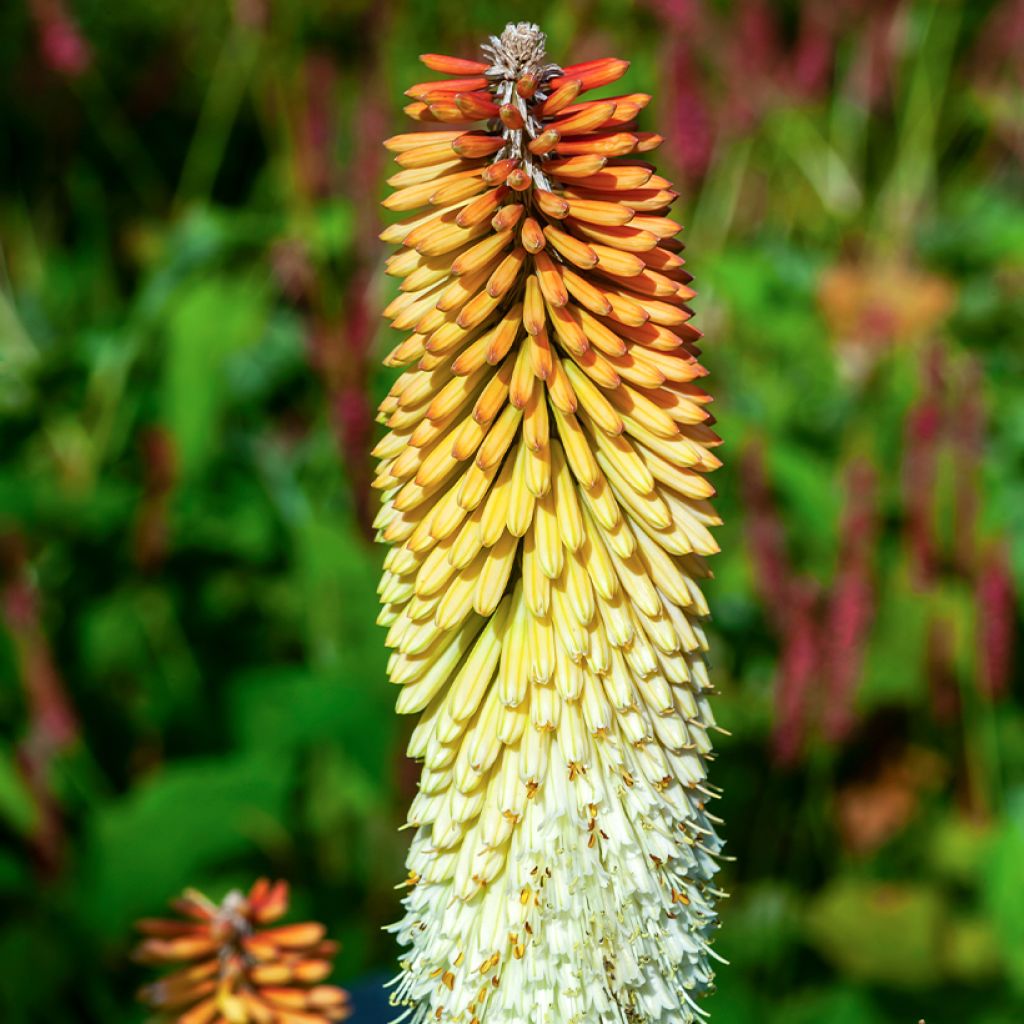 Kniphofia Cobra - Tritoma