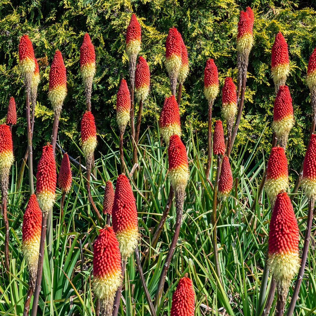 Kniphofia Flamenco