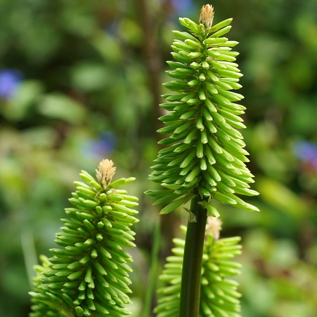 Kniphofia Green Jade - Tritoma vert pomme et crème