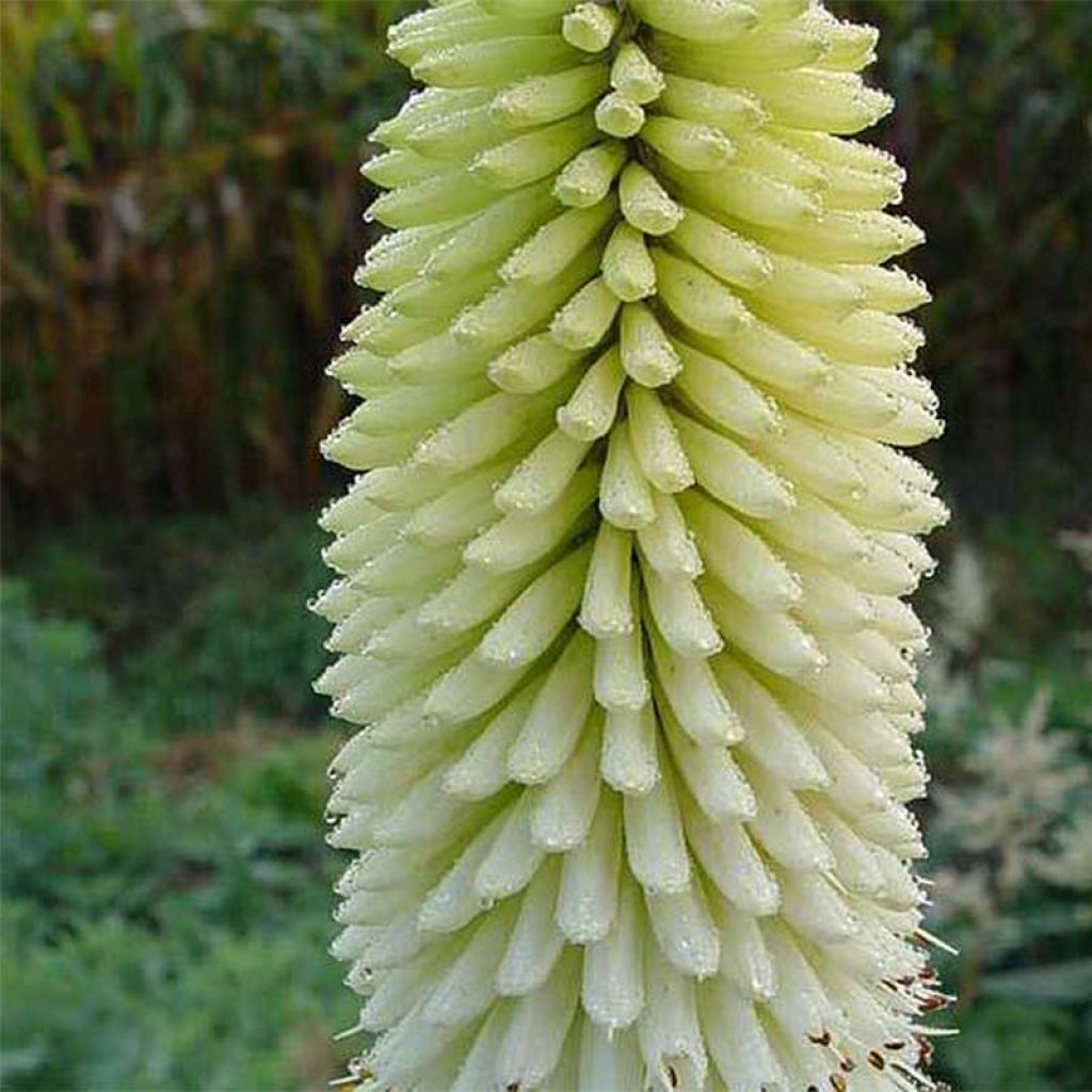 Kniphofia Ice Queen