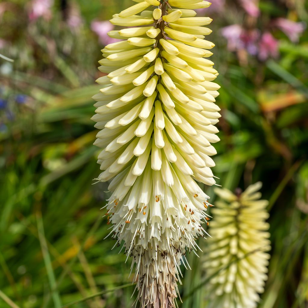 Kniphofia Ice Queen