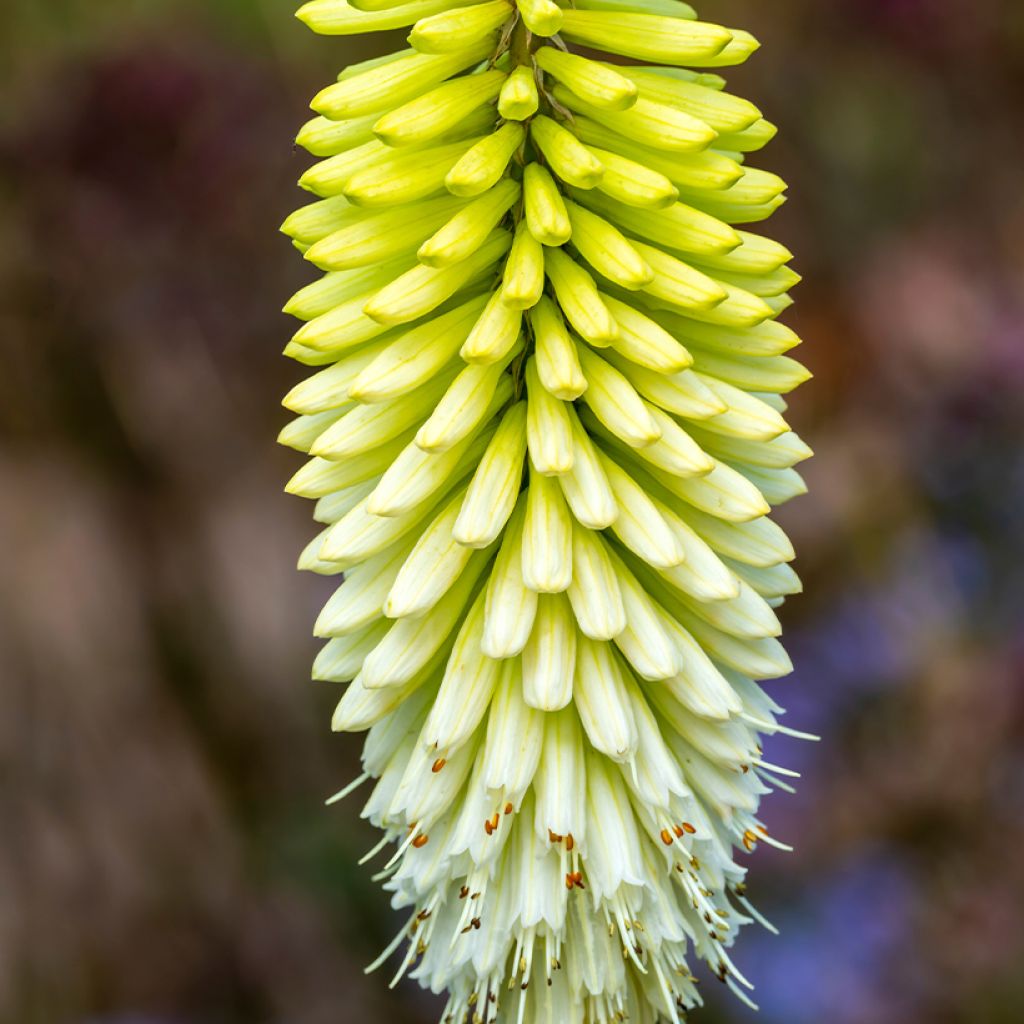 Kniphofia Ice Queen