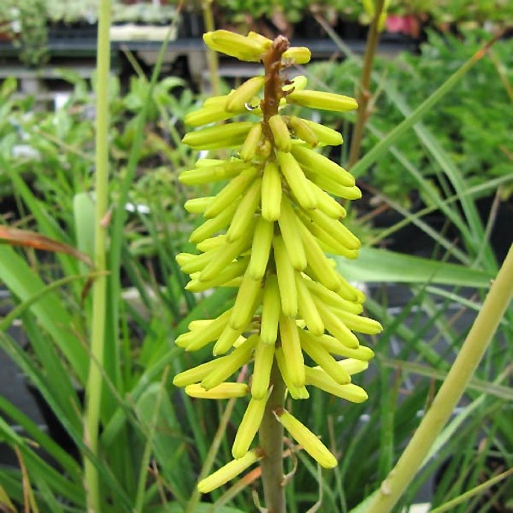 Kniphofia Little Maid - Tison de satan Little Maid