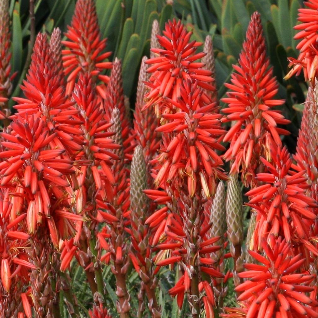 Kniphofia Red Rocket - Tison de satan Red Rocket