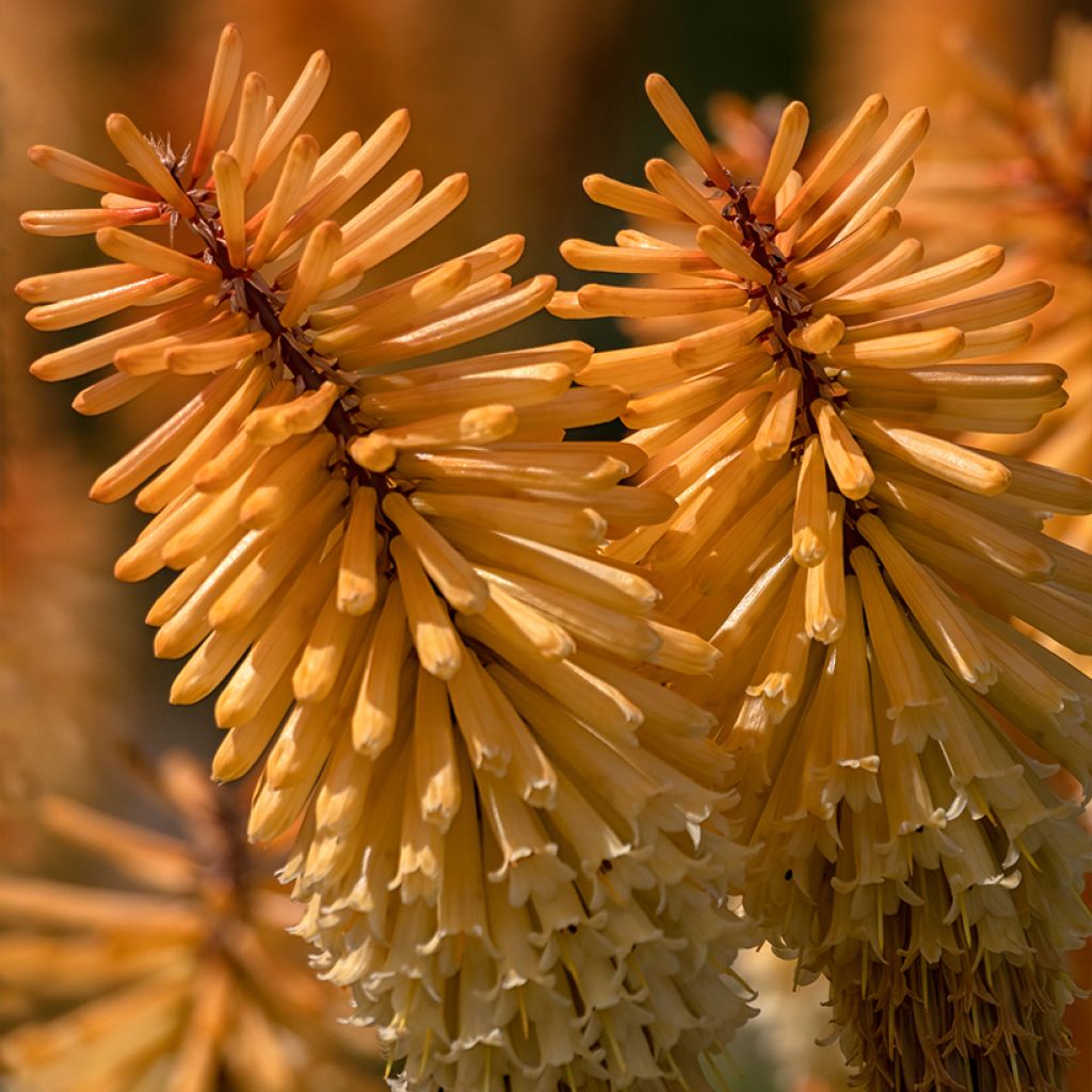 Kniphofia Tawny King - Tritoma 