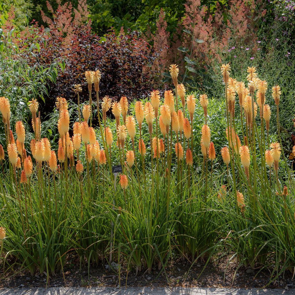 Kniphofia Tawny King - Tritoma 