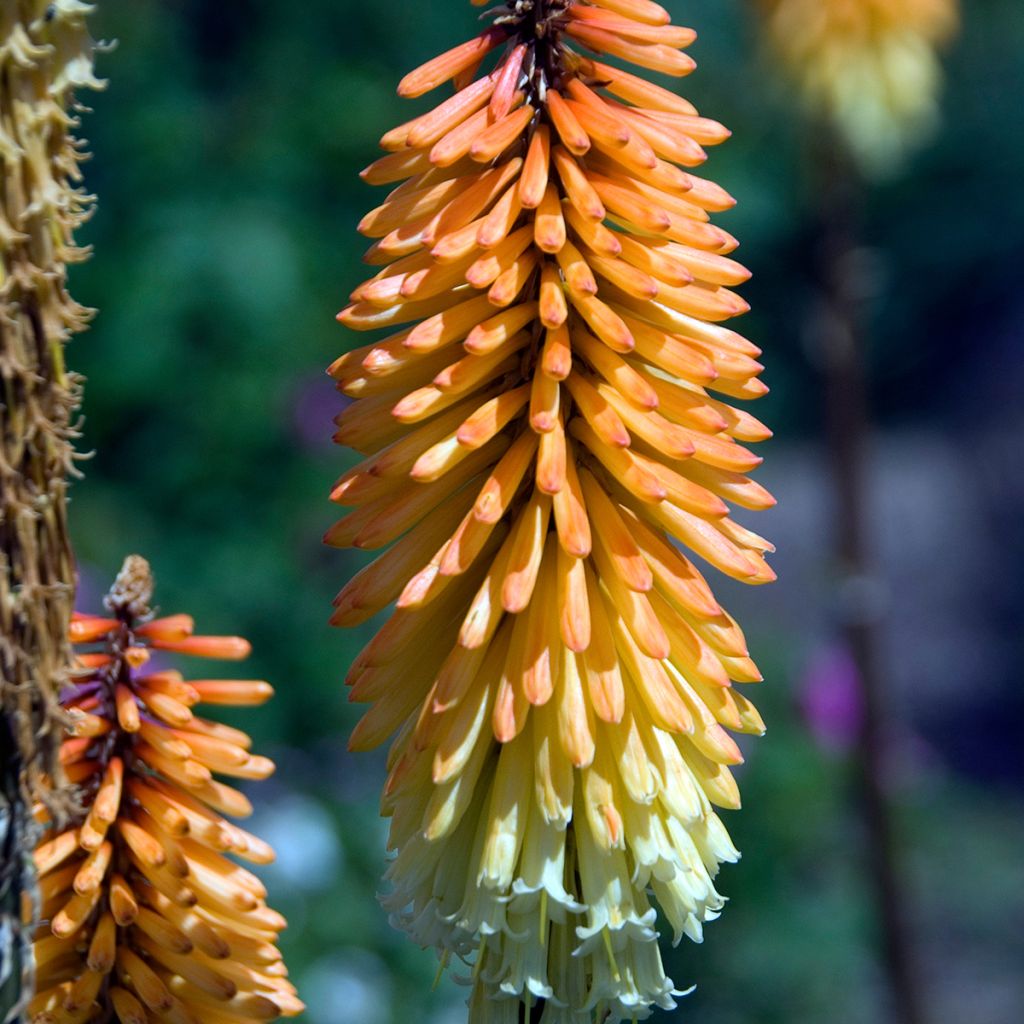 Kniphofia Tawny King - Tritoma 