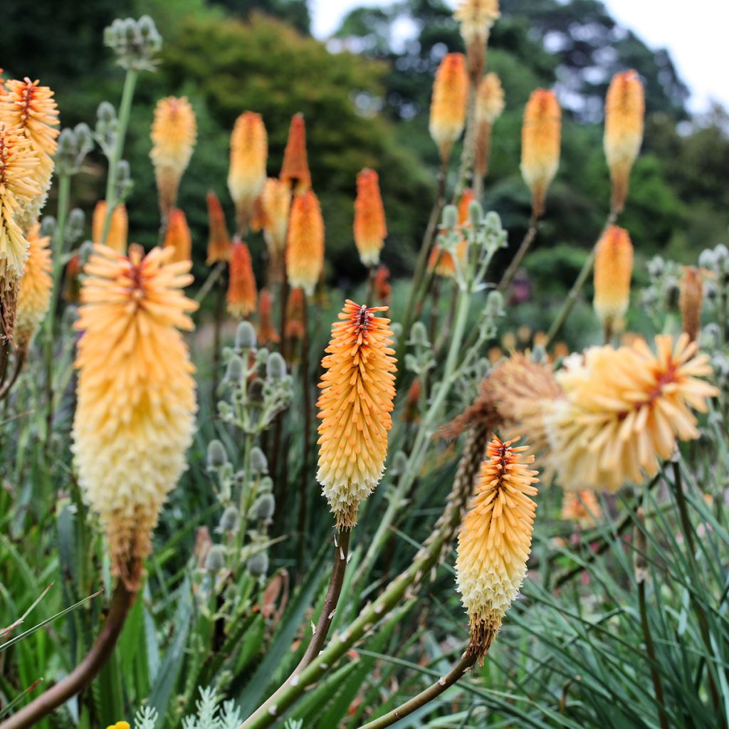 Kniphofia Tawny King - Tritoma 